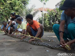 Kisah Pensiunan PNS Tangkap Ular Seberat 65 Kg dengan Tangan Kosong