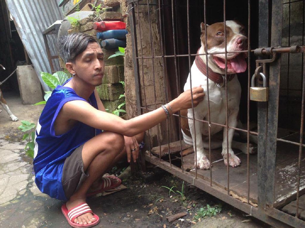 Sejak Dikarantina, Perilaku Anjing Penggigit Ramiza Lebih Banyak Diam Sejak Dikarantina, Perilaku Anjing Penggigit Ramiza Lebih Banyak Diam