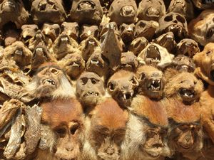 4 Pasar Tidak Biasa di Dunia, Jual Istri dan Barang untuk Santet 4 Pasar Tidak Biasa di Dunia, Jual Istri dan Barang untuk Santet