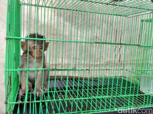 Heboh Hewan Dijemur Kepanasan di Pameran Flona, Panitia Membantah