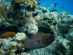 Pulau Moyo-Gunung Tambora Bakal Diresmikan Jadi Cagar Biosfer Dunia