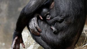 Kebun Binatang Belgia Tambah Koleksi Bayi Simpanse