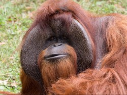 Orang Utan yang Bisa Bahasa Isyarat Mati di Usia 39 Tahun
