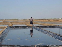 Garam Langka, 55 Industri Garam Yodium di Jawa Tengah Tutup