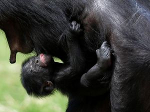 Tingkah Simpanse Bertemu Orang yang Pernah Merawatnya Bikin Haru