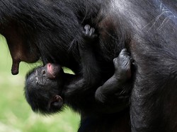 Tingkah Simpanse Bertemu Orang yang Pernah Merawatnya Bikin Haru