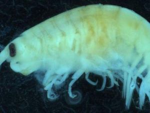 Penampakan Kutu Laut, Biota Pemangsa Daging yang Hebohkan Australia Penampakan Kutu Laut, Biota Pemangsa Daging yang Hebohkan Australia
