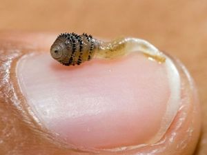 Potret Belatung Parasit di Tubuh Ini Bikin Merinding!