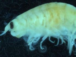 Berendam di Pantai, Kaki Remaja Australia Tiba-tiba Berlumuran Darah