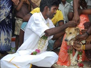 Waduh, Ada Ritual Manusia Menikahi Anjing di India Waduh, Ada Ritual Manusia Menikahi Anjing di India