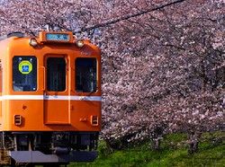 Yang Terbaru dari Jepang, Kafe Kucing di Dalam Kereta!