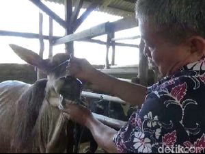 Jelang Idul Adha, Brebes Waspadai Ternak Asal Luar Daerah