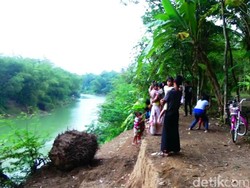 Kemunculan Buaya di Kebumen Jadi Objek Wisata Baru