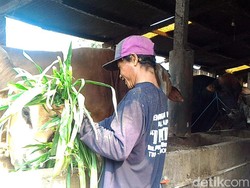Penjual Hewan Kurban di Lamongan Sudah Mulai Diserbu Pembeli