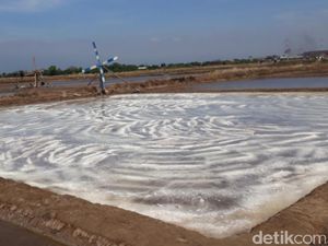 Petani Garam Pasuruan Kejar Target Produksi Petani Garam Pasuruan Kejar Target Produksi