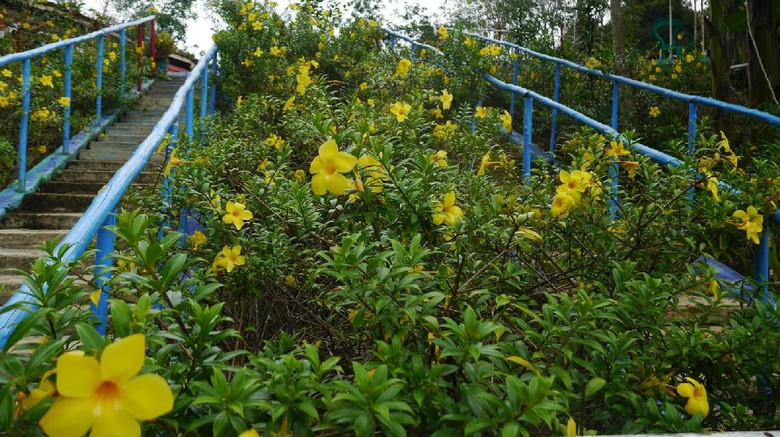 Foto: Kebun Raya Sekayam di Sanggau (Kurnia/detikTravel)