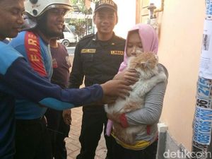 Dicibir Soal Kucingnya Dievakuasi Command Center, Ini Kata Ocha