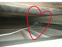 Petugas Command Center Kembali Selamatkan Kucing Terjebak di Plafon