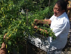 Kementan: Stok Cabai dan Bawang Merah Jelang Idul Adha Aman