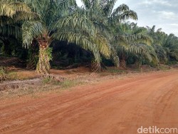 RI Genjot Sawit Jadi Kosmetik hingga Bioavtur, Ke Mana Jualnya?