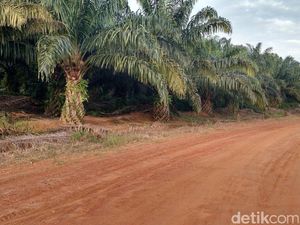 4 Juta Lahan Kelapa Sawit di RI Belum Bersertifikat 4 Juta Lahan Kelapa Sawit di RI Belum Bersertifikat