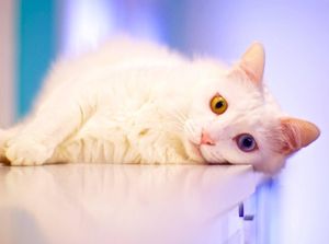 6 Langkah Menghilangkan Bau Kotoran Kucing di Karpet