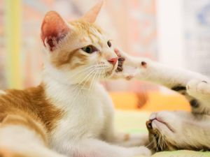 CatCon, Surganya Para Pencinta Kucing