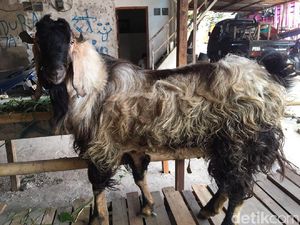 Wow! Harga Kambing Kurban Ini Setara Motor Matik