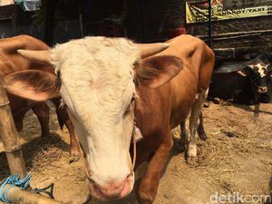 Mau Beli Sapi Kurban? Harganya Naik Rp 1 Juta