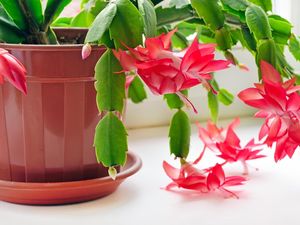 7 Tanaman Hias Sehat yang Melepaskan Oksigen di Malam Hari