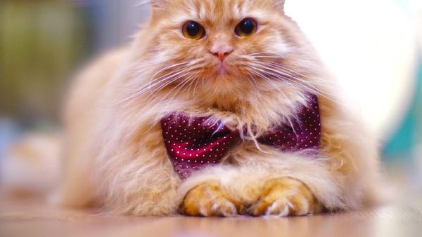 Foto : Kucing-kucing Lucu di The Museum Cat