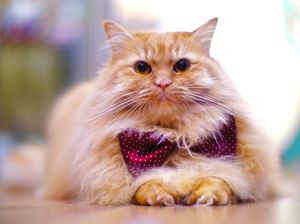 Foto : Kucing-kucing Lucu di The Museum Cat