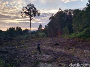 6.000 Ha Lahan Tambang Luhut Bukan HGU, Lantas Apa? 6.000 Ha Lahan Tambang Luhut Bukan HGU, Lantas Apa?