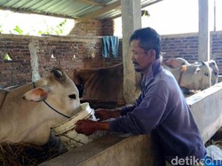 Jelang Idul Adha, Harga Sapi di Banjarnegara Naik