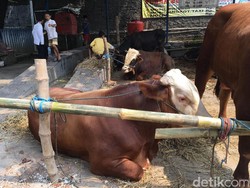 Ini Lho Sapi Kurban Seharga Rp 45 Juta/Ekor