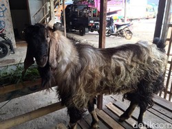 Tips Memilih Hewan Kurban Ideal Secara Online dari Pakar IPB