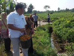 Pejabat Kementan Kaget Tahu Harga Cabai Sebenarnya dari Petani
