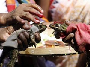 Cuma di India! Melihat Upacara Pernikahan Katak