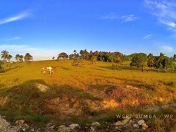 Alamak, Begini Eksotisnya Sumba!