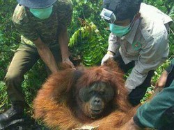 BKSDA Aceh Evakuasi Orangutan yang Masuk ke Kebun Warga