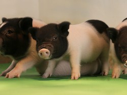 Peneliti Kian Dekat Wujudkan Babi Sebagai Pendonor Organ Manusia