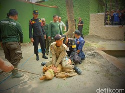Risma Perintahkan Petugas 112 Latihan Jinakkan Satwa Liar