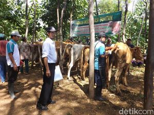 Jelang Idul Adha, Banyuwangi Buka Pelayanan Kesehatan untuk Ternak