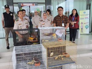 Penyelundupan 4 Ekor Burung Cenderawasih Digagalkan di Kualanamu