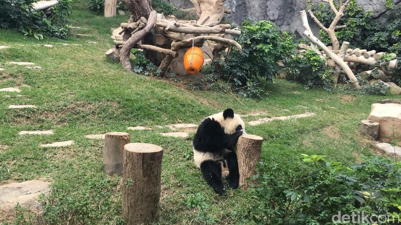 Gemes ya lihat pandanya itu (Aji/detikTravel)