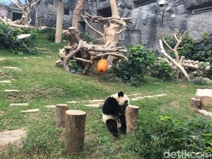 Bikin Gemas! Ini Lucunya Panda di Makau