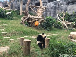 Gemas! Melihat Langsung Panda di China