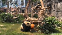 Foto: Panda-panda Gembul di Makau