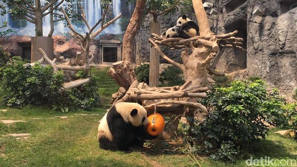 Foto: Panda-panda Gembul di Makau