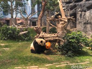 Foto: Panda-panda Gembul di Makau
